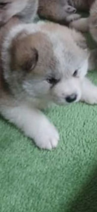 Akita Inu,mascul.