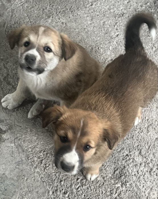 Щенята (девочки)