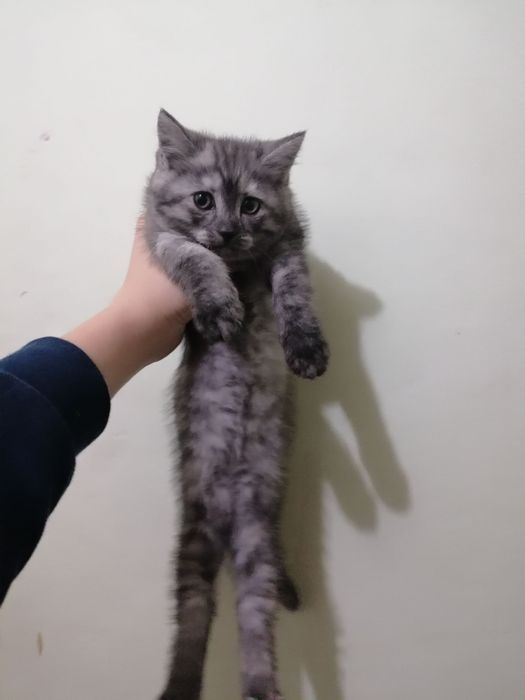 Продается котята хорошие