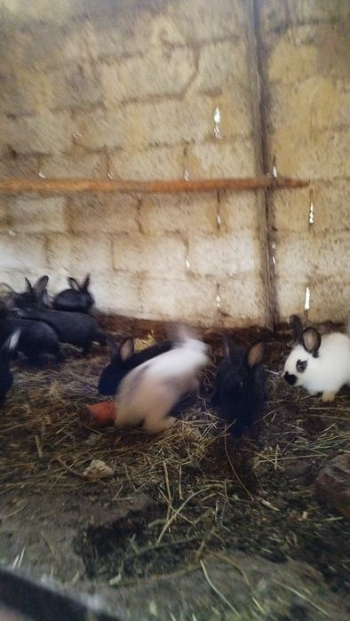 Куёнчалар сотилади