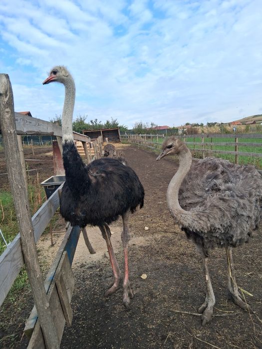 Vand struti maturi sau schimb