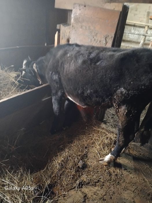 Продам тёлка полторашка