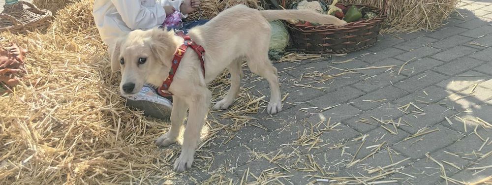 Продавам Голдън ретривър