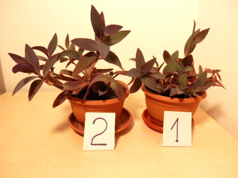 Planta ornamentala Tradescantia pallida Purpurea (Purple Heart)
