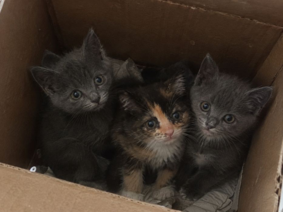 Котёнки ищут дом
