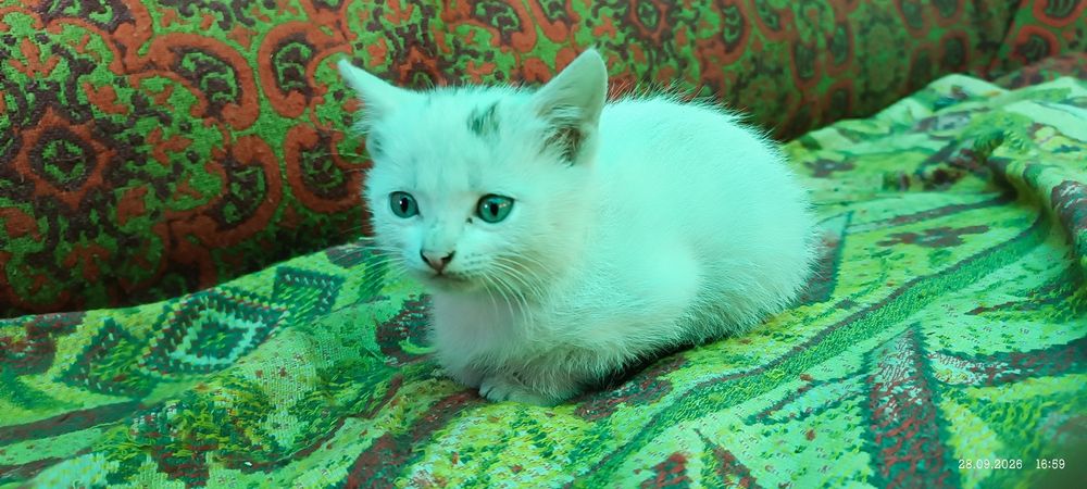 Отдам домашнего котенка