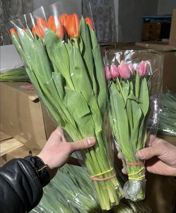 Тюльпаны классика