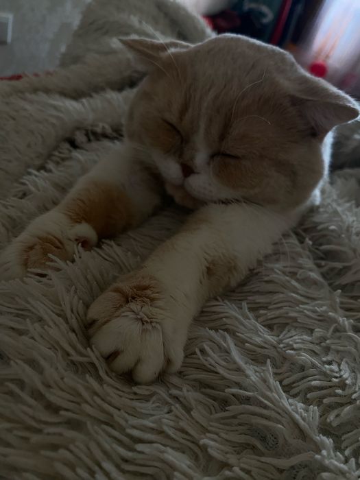 Отдам британского кота