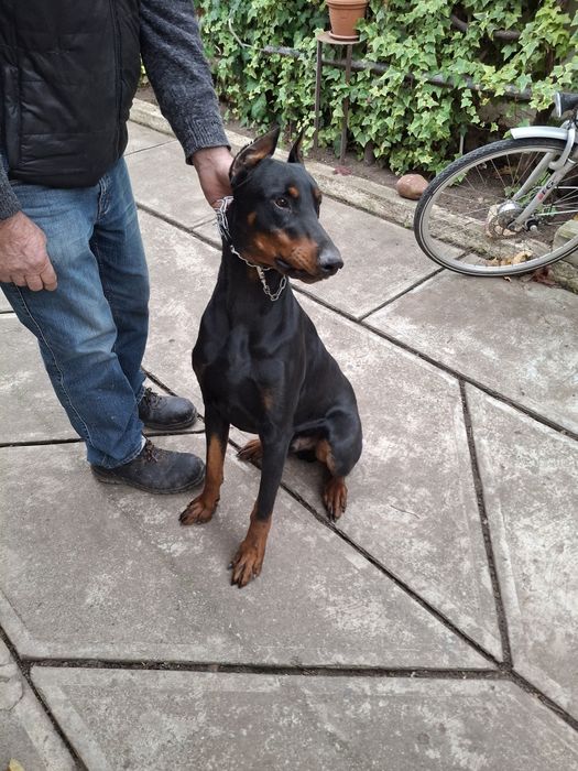 Vând Câine Doberman
