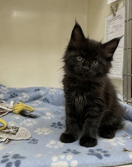 Maine coon mascul