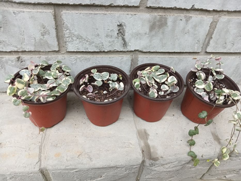 Комнатные растения