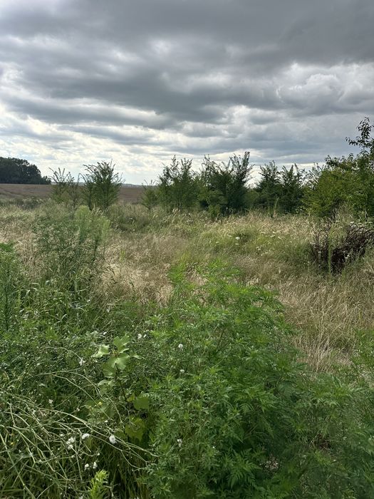 Vand teren 639 mp cu deschidere 19 m langa padurea Paulesti