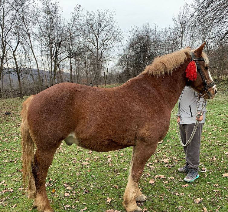 Vând cal bughea de jos