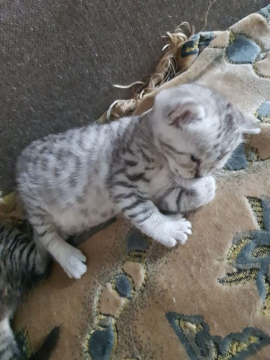 Продам котят самые красивые