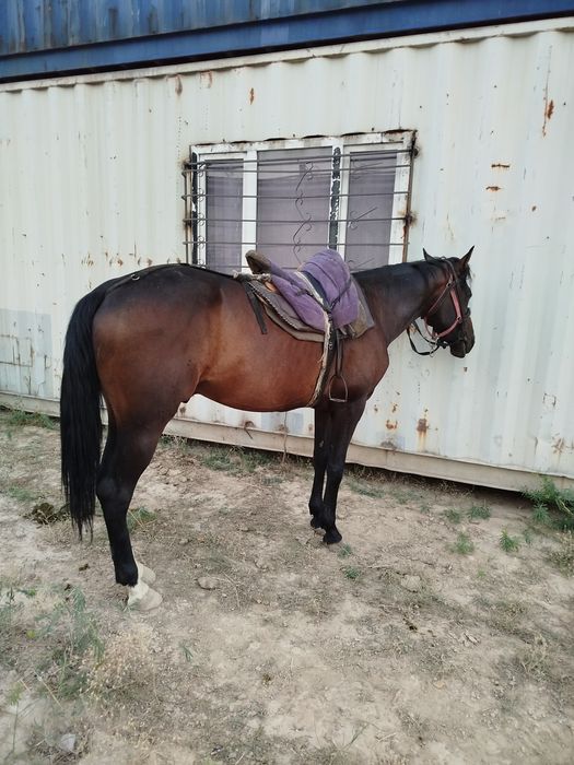 Айғыр бесті жеребец тазақанды