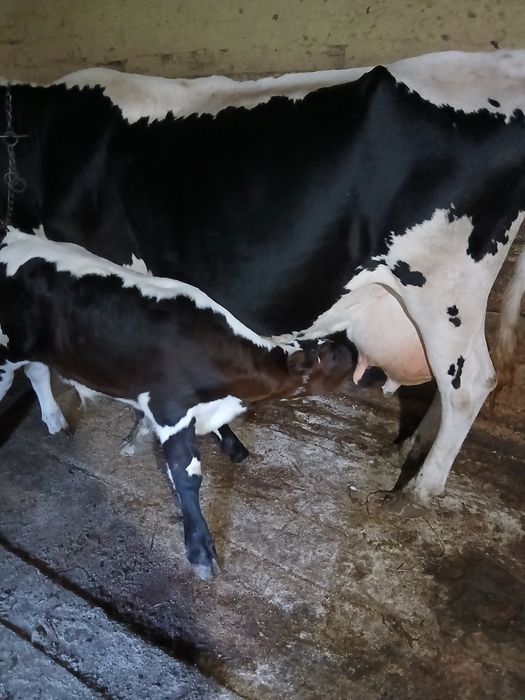 Vaca  cu vițel  de vanzare
