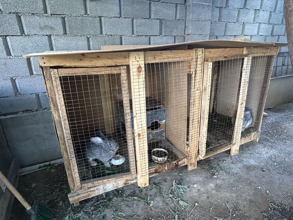 Великан қоян бар