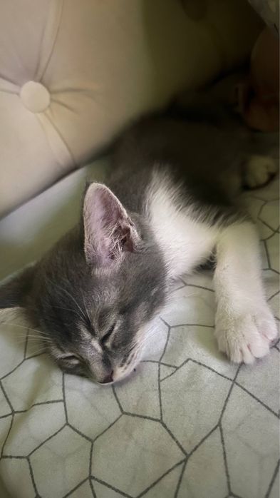 Котенок 4 мес, Ташкент, срочно