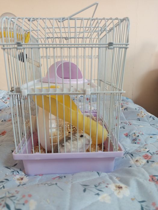 Продам хомяка джунгарика с клеткой