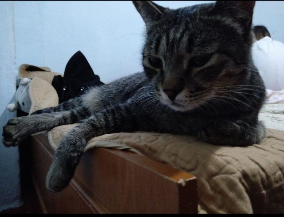 Отдам кота в добрые руки
