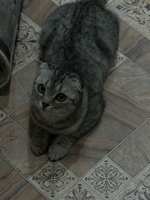 Шатланская кошка