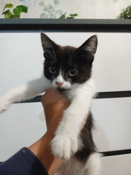 без породистые котята