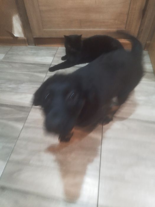 Девочка русская спаниель