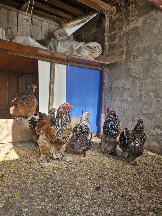 Păsări de rasa brahma cochinchina