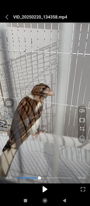 Kanareyka 7 oyli bitta sarigʻi 5 oyli