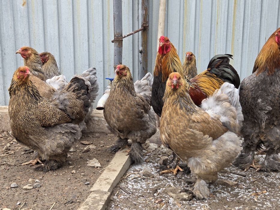 Инкубационные яйца