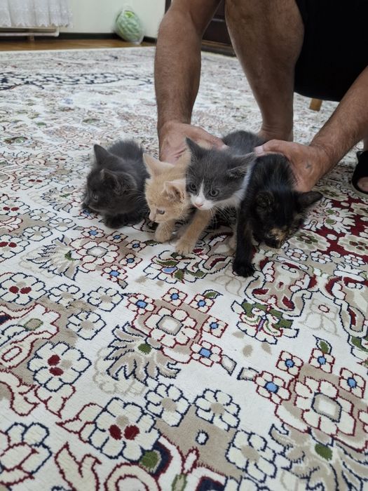Отдам котят в добрые руки