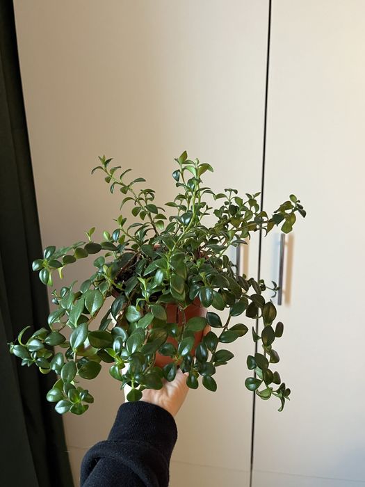 Цветок Нематантус