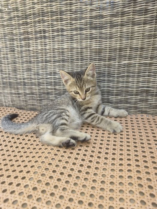 Котик в очень добрые руки