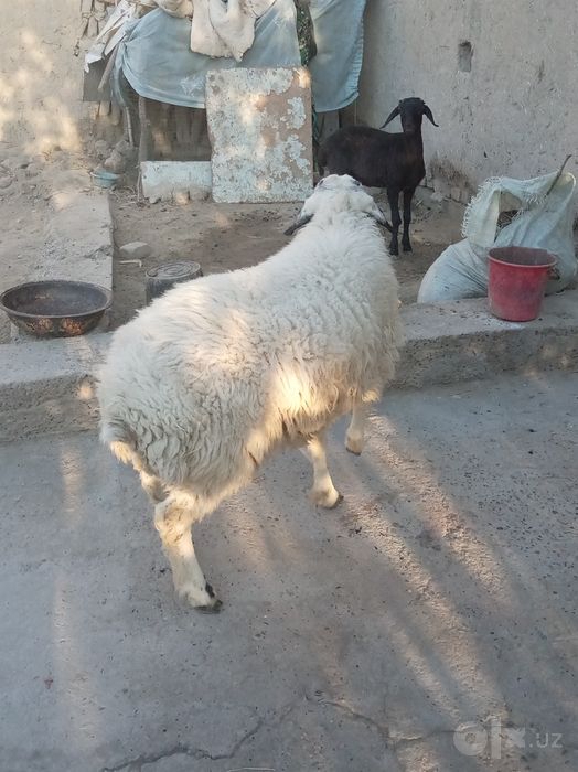 Qo'chqor sotiladi