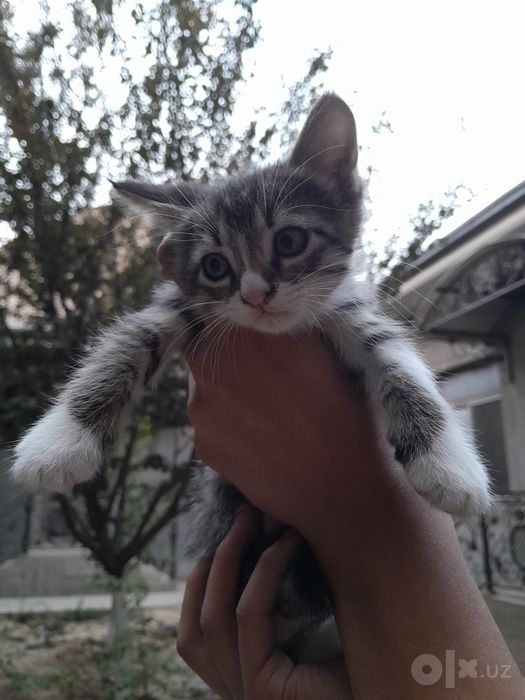 Mushu bolasi bor bepul