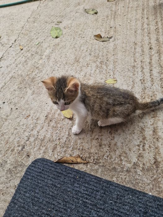 Spre adoptie trei pisoi