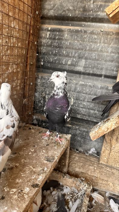 Продам голубей бакинские бойные