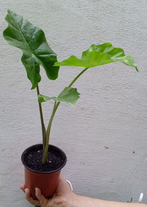 Алоказия Лоу Райдер (Alocasia Low Rider). Экзотические цветы для дома