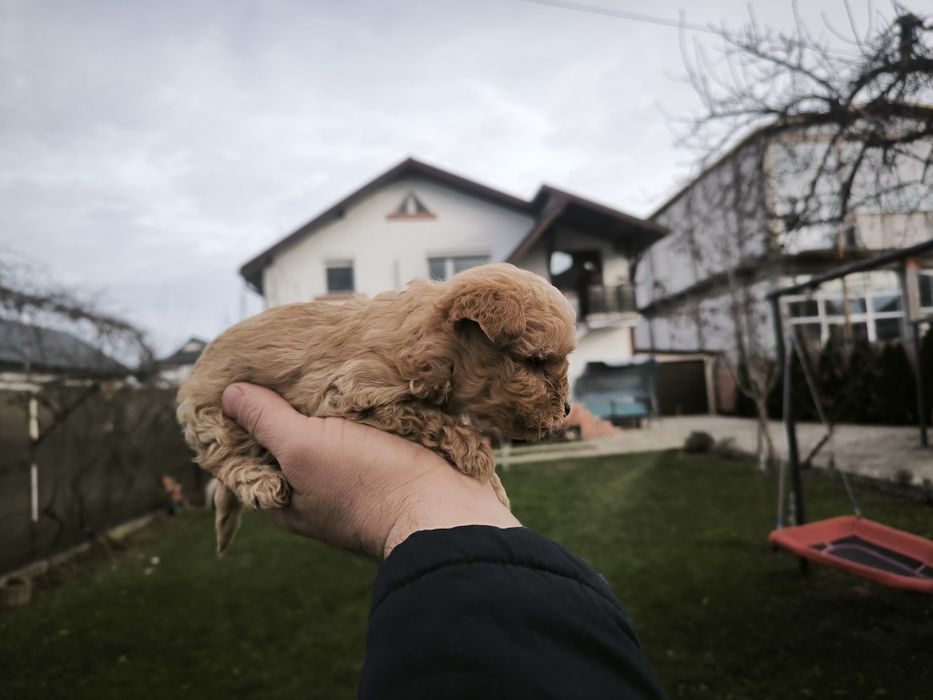 Yorkshire terier gold