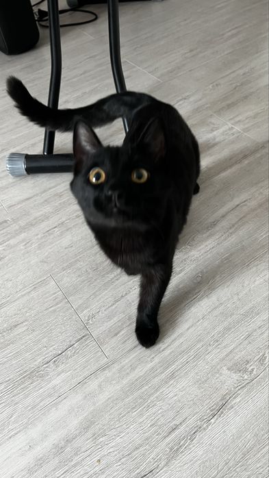 Черный кот 3-4 месяца