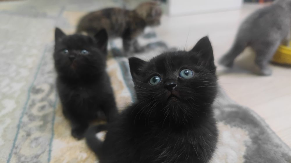 Отдам котят от невскомаскарадной