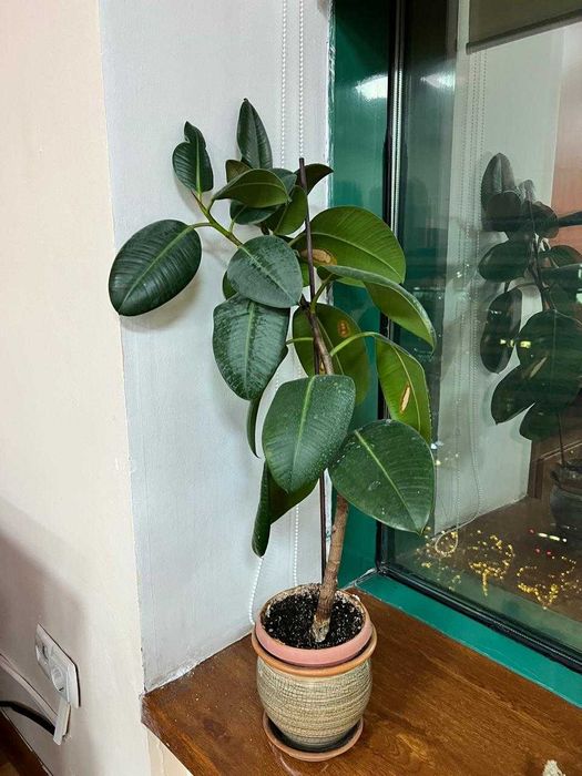 Фикусы каучуконосные