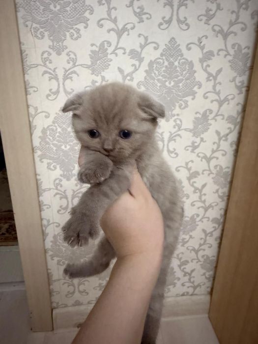Продам кошку шотландский
