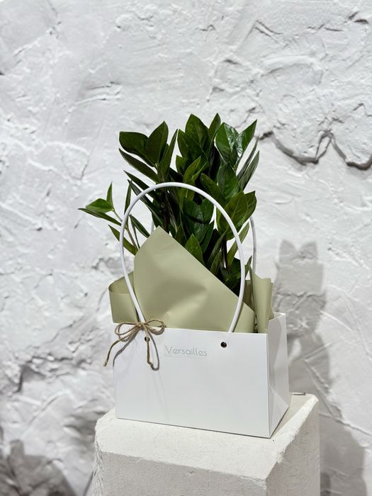 Комнатные растения в оформлении