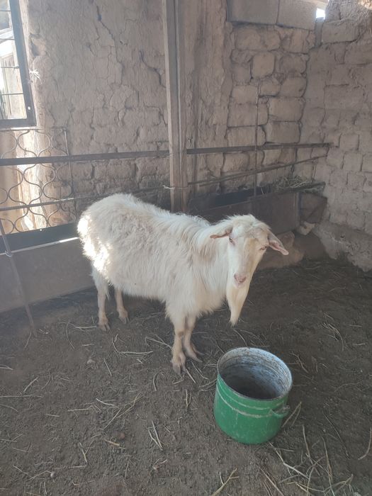 Теке.Козёл.кокпарға болады салмағы бар