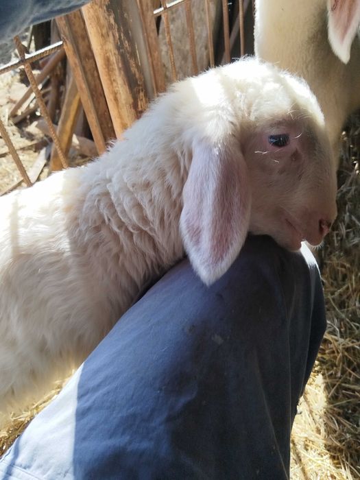 Vând  sau schimb berbecuti Assaf și Lacauna