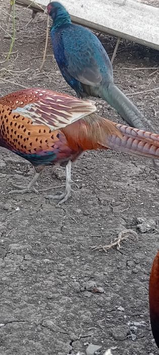 Fazani  comuni    si  tenebros