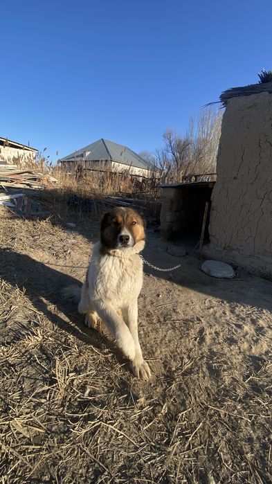 Алабай иті Таза қазақтын иті Срочна!
