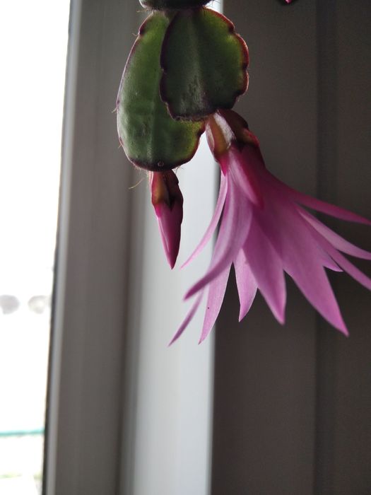 Продам декабристы шесть разных сортов