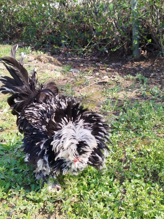 чаппа пат хурозча сотилади